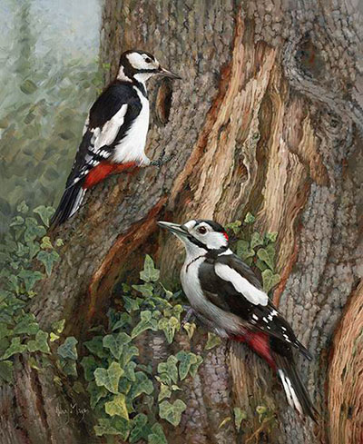Greater spotted Woodpeckers