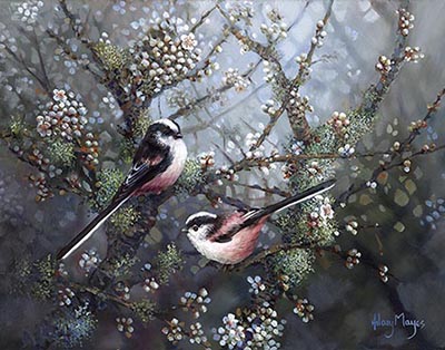 Longtailed tits in blossom