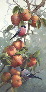Orchard Bullfinches
