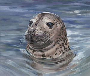 St Ives bay Seal