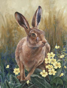 spring Hare