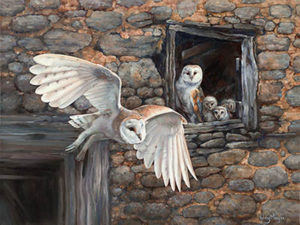 Barn Owl Family