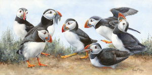 Puffins - "The art of Conversation"