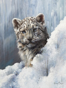 Snow Leopard Cub